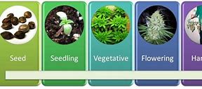 Image result for How Long Does Marijuana Take to Grow