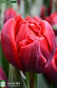 Image result for Tulipa Red Princess