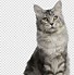 Image result for Cat-Sitting Transparent