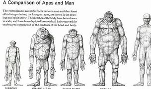 Image result for List of Upright Apes and Humans