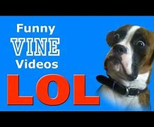 Image result for Funny Animal Vines