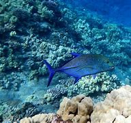 Image result for Snorkeling