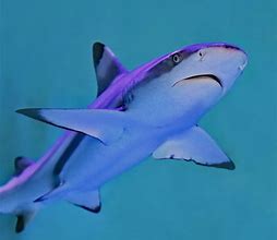 Image result for Greenland Shark Aquarium