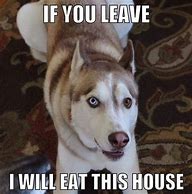 Image result for Winter Is Coming Husky Meme