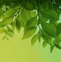 Image result for Light Green and White Wallpaper for It