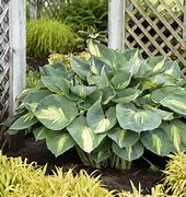 Image result for Hosta Hudson Bay