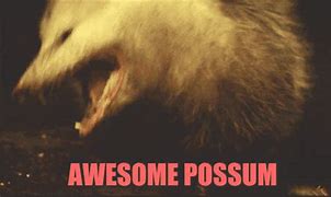 Image result for Pygmy Possum