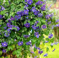 Image result for Hardy Perennial Climbing Flowering Vines