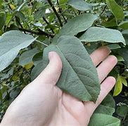 Image result for Small Apple Tree Leaves