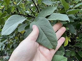 Image result for Apple Tree Leaves