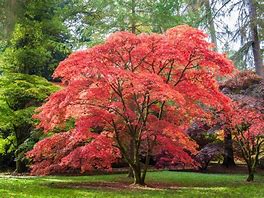 Image result for Red Maple Tree Flowers