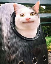 Image result for Polite Cat with a Tie Mug Face Meme