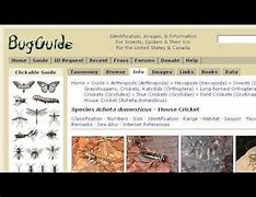 Image result for Acheta Domesticus Life Cycle