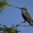 Image result for Heliomaster Trochilidae