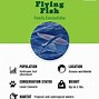 Image result for Flying Fish Front View