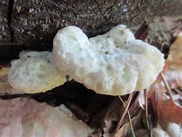 Image result for White Cheese Polypore
