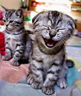 Image result for Animals to Make You Laugh