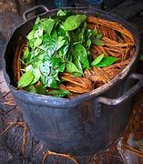 Image result for ayahuasca