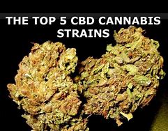 Image result for Best Marijuana Strains CBD