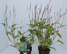 Image result for Persicaria amplexicaulis Alba Junior