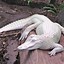Image result for Cute Baby Albino Animals