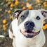 Image result for Pit Bull Dog Brown and White