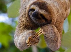 Image result for Jungle Animals Sloth