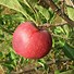 Image result for Apple Seedling Leaf