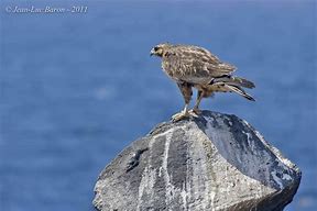 Image result for Buteo galapagoensis