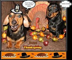 Image result for Dachshund Thanksgiving Memes
