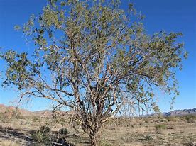 Image result for Ironwood Tree Arizona