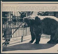 Image result for Kodiak Bear Clyde