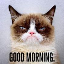 Image result for Grumpy Cat Morning Meme