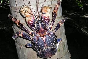 Image result for Largest Crustacean