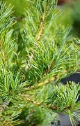 Image result for Pinus parviflora Fuku-zu-mi
