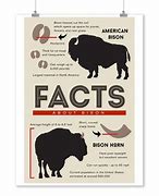 Image result for American Bison Facts for Kids
