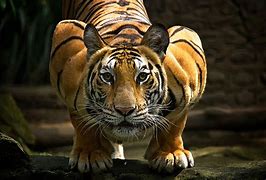 Image result for Awesome Tiger
