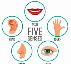 Image result for My Five Senses Printables