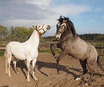 Image result for Lusitano Horse Breed