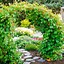 Image result for Perennial Climbing Vines with Flowers