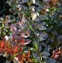 Image result for Berberis media Red Jewel