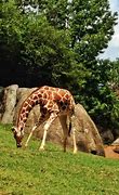 Image result for Zoo