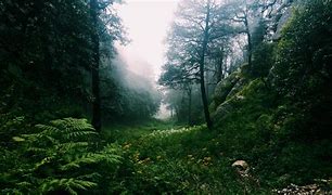 Image result for Mountain Forest in India