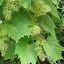 Image result for Wild Grape Vine