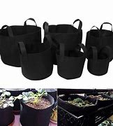 Image result for Black Bag Vegtables