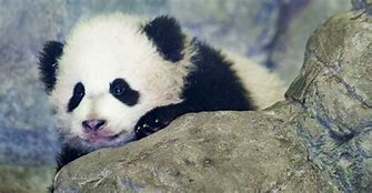 Image result for Bao Bao Panda