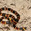 Image result for Identify Poisonous Snakes