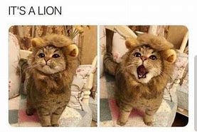 Image result for Lion Word Count Meme