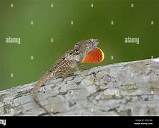 Image result for Male Brown Anole Lizard