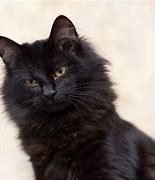 Image result for Matchless Black Cat
